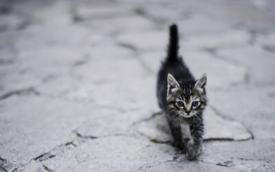 Ivartalanítás fontossága